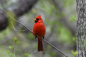 Cardinal, Northern, 2018-05173718  Parker River NWR, MA